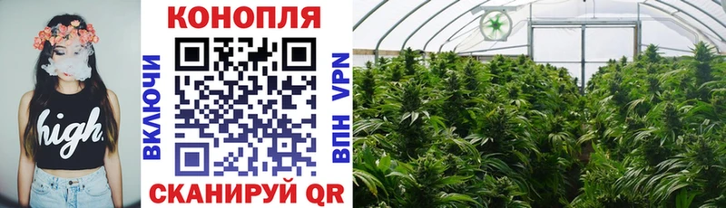 Каннабис OG Kush  Гаврилов Посад 